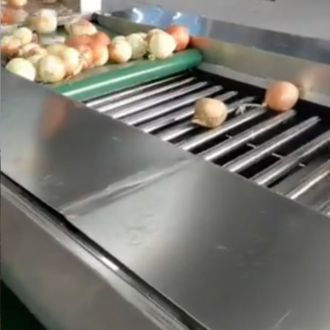 Onion Grader