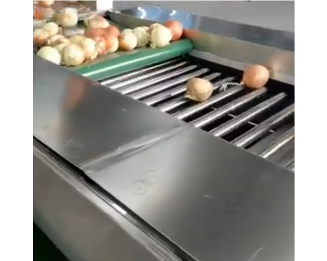 Onion Grader